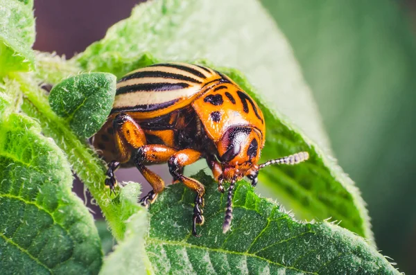 Colorado Potato Beetle Eats Potato Leaves Close — Stock Photo, Image