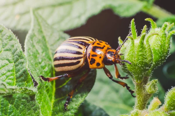 Colorado Potato Beetle Eats Potato Leaves Close — Stock Photo, Image