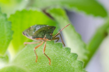 Böcek yeşil ağaç kalkanı Palomena prasina yaprağın üzerinde oturur..