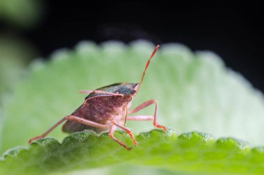 Böcek yeşil ağaç kalkanı Palomena prasina yaprağın üzerinde oturur..