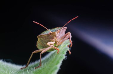 Böcek yeşil ağaç kalkanı Palomena prasina yaprağın üzerinde oturur..
