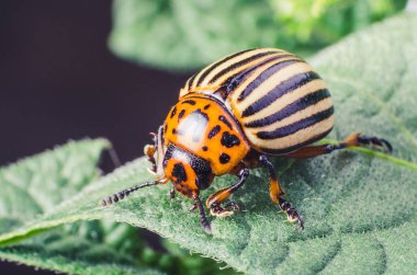 Colorado potato beetle eats potato leaves, close-up. clipart