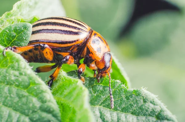 Colorado Potato Beetle Eats Potato Leaves Close — Stock Photo, Image