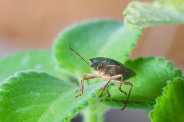 Böcek yeşil ağaç kalkanı Palomena prasina yaprağın üzerinde oturur..