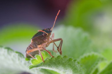 Böcek yeşil ağaç kalkanı Palomena prasina yaprağın üzerinde oturur..