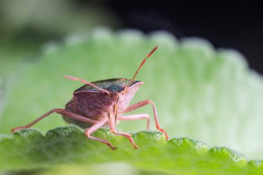 Böcek yeşil ağaç kalkanı Palomena prasina yaprağın üzerinde oturur..
