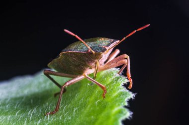 Böcek yeşil ağaç kalkanı Palomena prasina yaprağın üzerinde oturur..