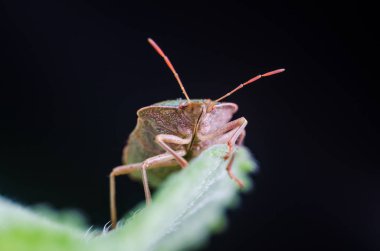 Böcek yeşil ağaç kalkanı Palomena prasina yaprağın üzerinde oturur..