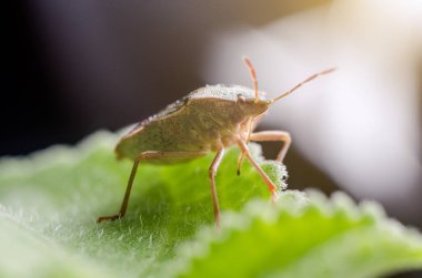 Böcek yeşil ağaç kalkanı Palomena prasina yaprağın üzerinde oturur..