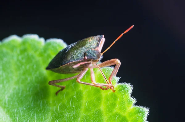 Der Käfer Das Grüne Baumschild Palomena Prasina Sitzt Auf Dem — Stockfoto