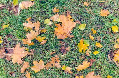 Düşmüş sonbaharın renkli arka plan doku bırakır.