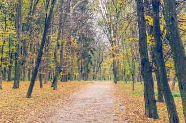 Güzel sonbahar park düşmüş yaprakları ile mayınları.