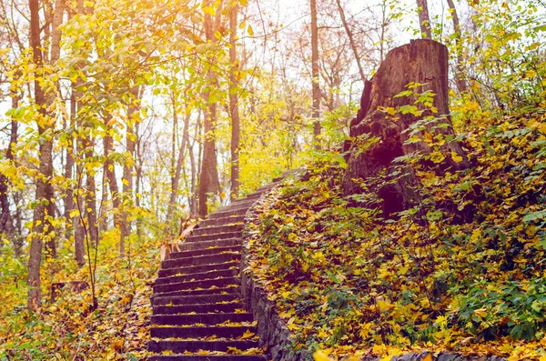 Steinstufen Mit Gelben Herbstblättern Übersät — Stockfoto
