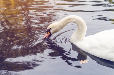 Yalnız beyaz bir kuğu sonbahar gölde yüzüyor.