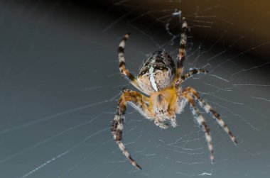 Örümcek örümcek ağı bir kurban beklentisiyle oturur.