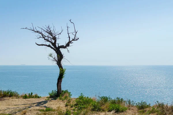 Dry Tree Cliff Sea — Stock Photo, Image