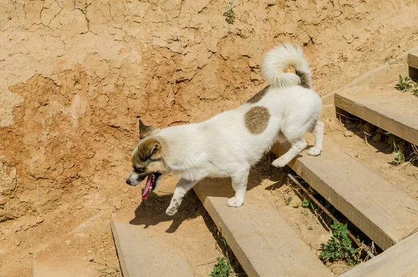 Cão Pequeno Desce Uma Escada Madeira — Fotografia de Stock