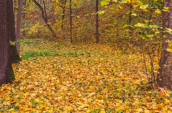 Piękny Park Jesień Usiana Opadłych Liści — Zdjęcie stockowe