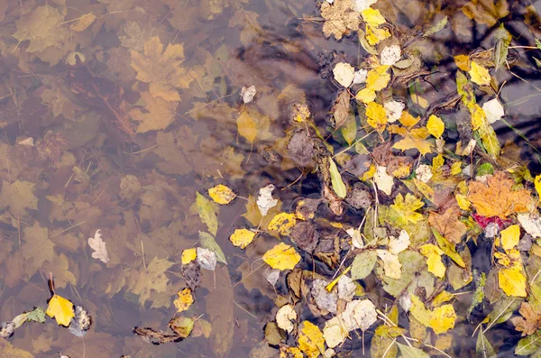 Bunte Herbstblätter Fallen Park Ins Wasser — Stockfoto