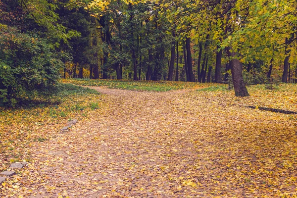 Piękny Park Jesień Usiana Opadłych Liści — Zdjęcie stockowe