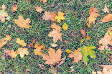 Düşmüş sonbaharın renkli arka plan doku bırakır.