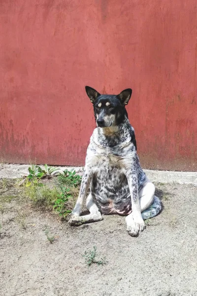 Cão Sem Teto Uma Pose Engraçada Senta Medita Sol — Fotografia de Stock