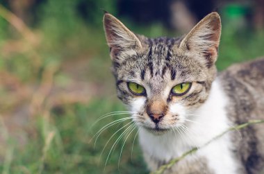 Gri kedi çim portresi.