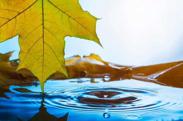 Жовтий Кленовий Лист Крапля Води Сонячному Світлі Тонований — стокове фото