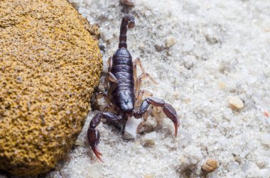 Akrep sürüngenler kum üzerinde Kapat.