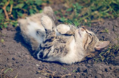 Gri kedi bir yaz gününde yerde yatan.