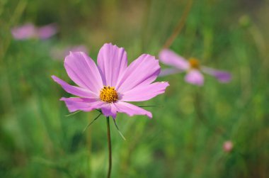 Arka plan bulanık ile flowerbed Cosmos çiçekler.
