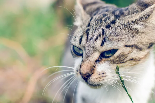 Retrato Gato Gris Hierba — Foto de Stock