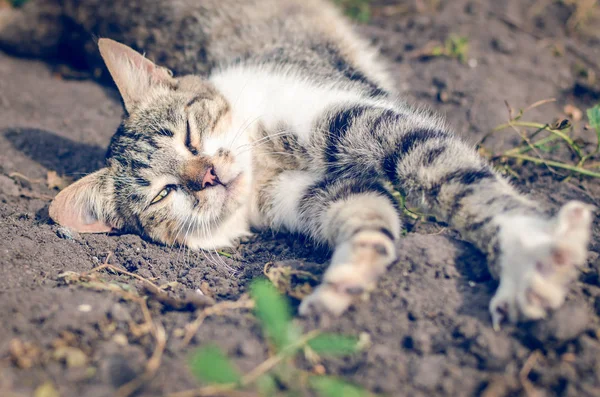 Gato Cinza Está Deitado Chão Dia Verão — Fotografia de Stock