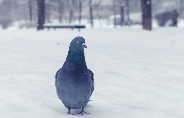 灰色の冬に雪の上鳩 — ストック写真