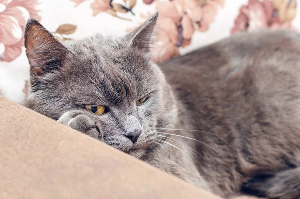 Szary Kot Żółtymi Oczami Odpoczywający Kładący Łapę Pod Głowę — Zdjęcie stockowe