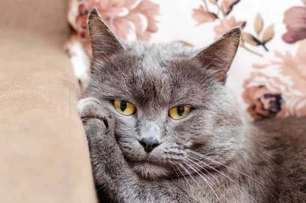 Grey Cat Yellow Eyes Resting Putting His Paw His Head — Stock Photo, Image