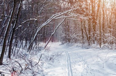 Güneş ışığı altında bir karlı kış orman patika.