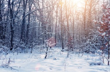 Kar ve güneş ışığı ağaçlarda frost ile kış orman.