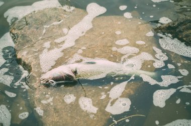 Ölü zehirli balık çevre kirliliği Nehri'nin kıyısında yer alır..