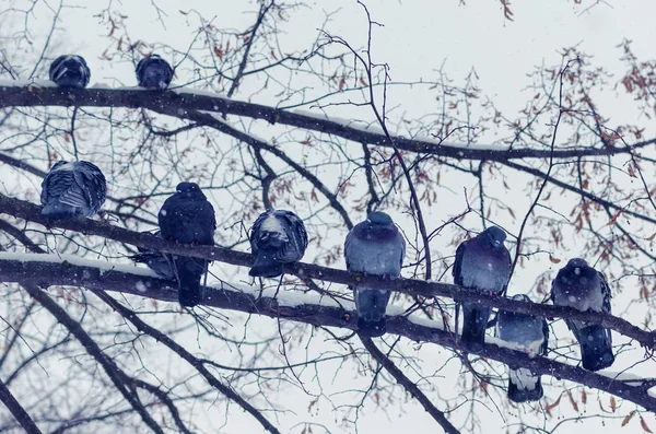 冬季は降雪時の枝に座っている冷凍ハトの群れ — ストック写真