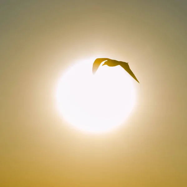 Silhueta Uma Gaivota Que Voa Pôr Sol — Fotografia de Stock