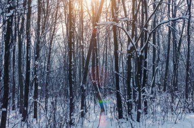 Kar ve güneş ışığı ağaçlarda frost ile kış orman.