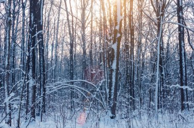 Kar ve güneş ışığı ağaçlarda frost ile kış orman.