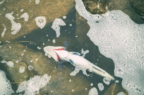 Dead poisoned fish lies on the banks of the river, environmental pollution.