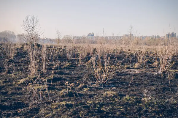 Vecchia Erba Secca Bruciata Nel Campo Pericolo Incendio — Foto Stock