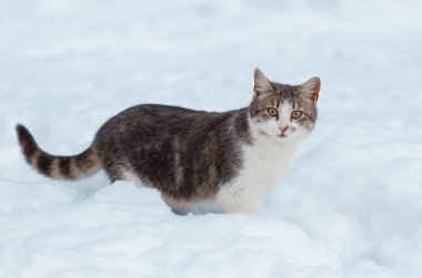 Gri kedi karda portresi.