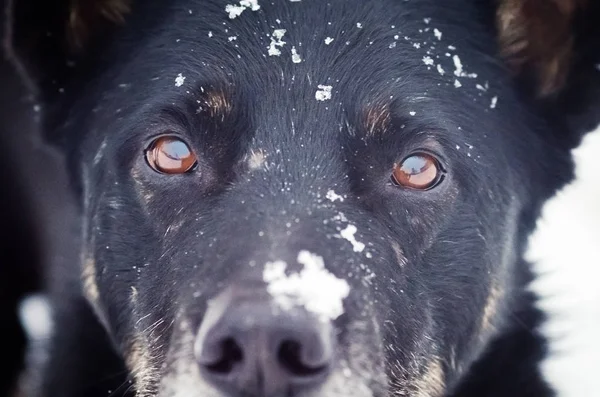 Retrato Cão Preto Com Neve Rosto Close — Fotografia de Stock
