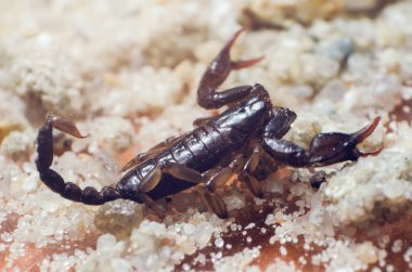 Akrep sürüngenler kum üzerinde Kapat.