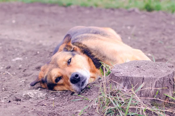 Perro Marrón Está Durmiendo Suelo Jardín —  Fotos de Stock