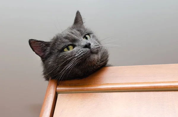Portrait Gray Cat Lying Closet — Stock Photo, Image